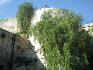 1252 les ramparts du chateau neuf 